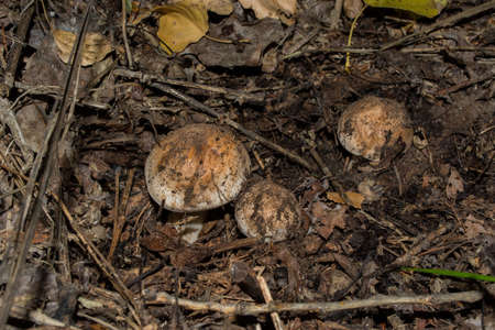 Edible Tricholoma populinum mushrooms appeared from under fallen leaves and branches. Mushrooms in poplar forest.の写真素材