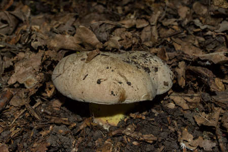 The Rooting bolete or Whitish bolete (Latin: Caloboletus radicans, previously Boletus radicans or Boletus albidus), closeup. Mushroom grows in oak forest.の写真素材