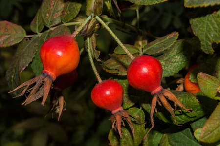 Rosehip May or rosehip cinnamon (Latin: Rosa majalis). Ripe rosehip berries against the background leaves, closeup. Soft selective focus.の写真素材