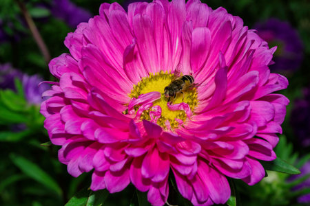 Hoverfly subfamilies Eristalinae (Latin: Eristalis tenax) on pink Aster. Hoverfly close up. Soft selective focus.の写真素材