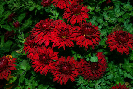 Red Korean Chrysanthemum (Latin: Chrysanthemum koreanum) close-up. Flowers in drops of water after rain.の写真素材