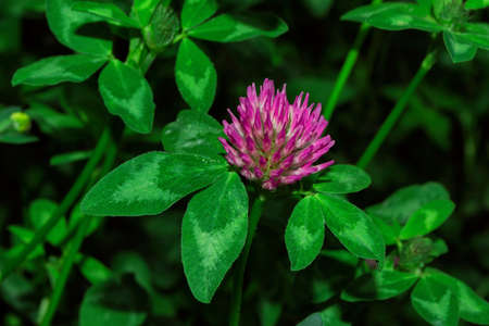 Pharmacognosy. Meadow medicinal plants. Pink flower of Meadow Clover (Latin: Trifolium pratense) on a background of green leaves, close-up.の写真素材
