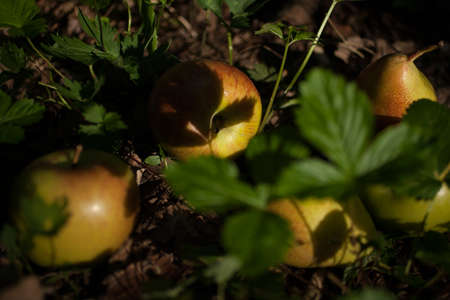 Apple and pear in the grassの写真素材
