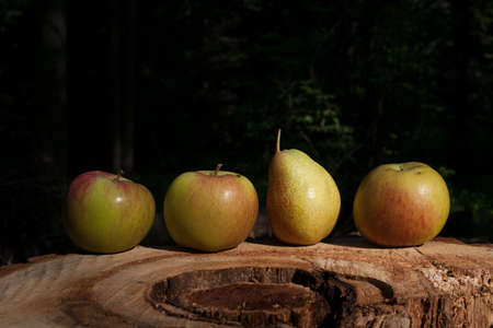 Apples and pears on the stump in the gardenの写真素材