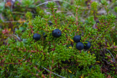 Bush of crowberryin the murmansk forestの写真素材