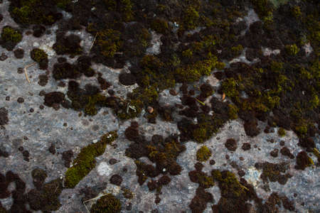 Textures of rock with mosses and lichens. Arctic flora.の写真素材