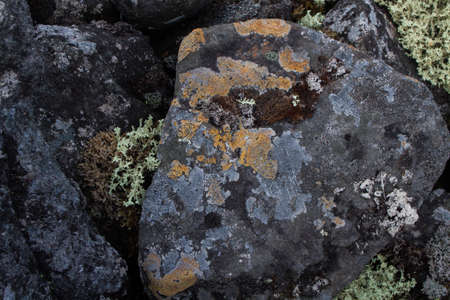 Textures of rock with mosses and lichens. Arctic flora.