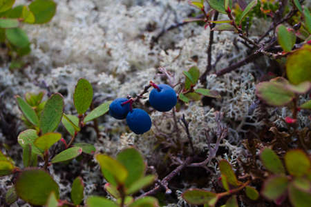 blueberry bush in the forestの写真素材