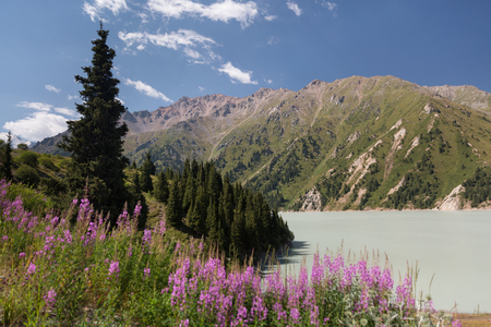 Sage flowers on the background of beautiful grass mountains and mountain riverの写真素材