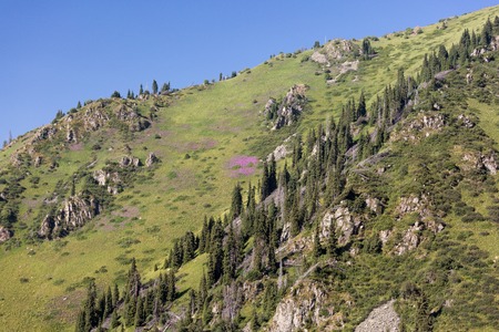 Pine forest and sage fields growing among the stonesの写真素材