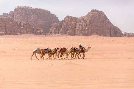 A lone caravan of camels is walking through the desert in the background are yellow-brown mountains. Shot in the Wadi Rum desert in Jordan in March 2020.の写真素材