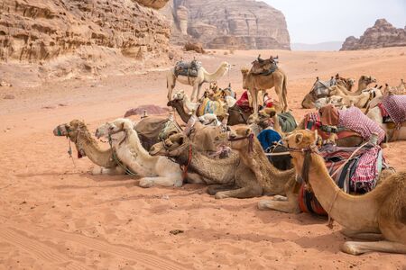 Camels lay in a row at a desert stop in the Wadi Rum desert in Jordan in March 2020.の写真素材