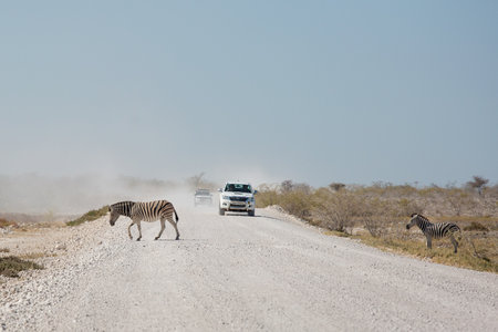 Etosha, Namibia, June 19, 2019: Zebras cross a dusty road that runs through a rocky desert in front of a jyp columnのeditorial素材