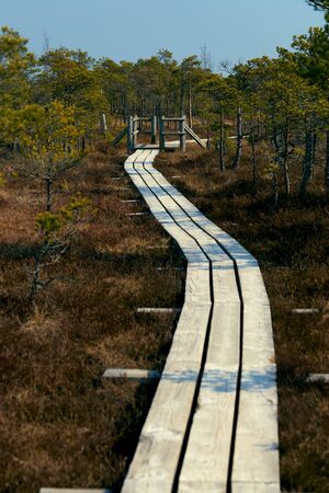 eco trail wooden platform among the swamp wagging forward perspectivelyの写真素材