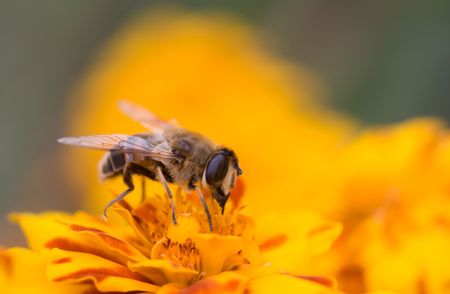 Closeup photo of a bee collecting honeyの写真素材