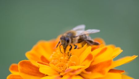 Closeup photo of a bee collecting honeyの写真素材