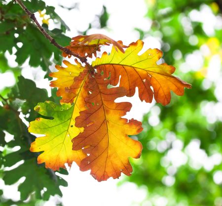 Autumn is comingの写真素材
