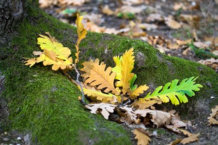 Autumn is comingの写真素材