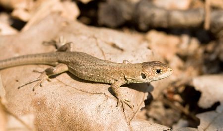  lizardの写真素材