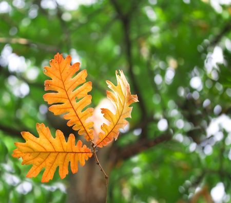 Autumn is comingの写真素材