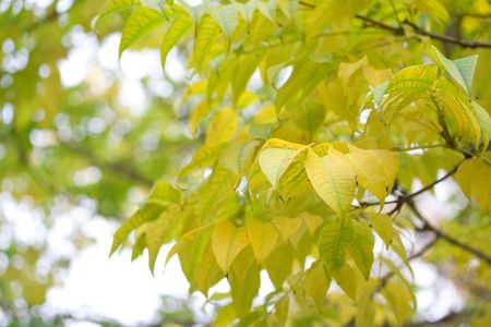 Autumn is comingの写真素材