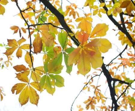 Autumn is comingの写真素材