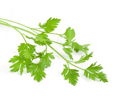 Fresh branch of green parsley isolated over white backgroundの写真素材