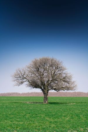 Lonely Tree on green fieldの写真素材