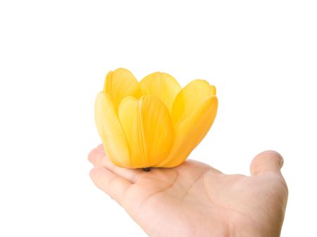 Hand holding an yellow tulipの写真素材