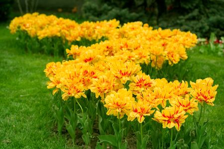 Photo of yellow tulips