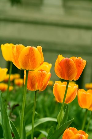 Photo of yellow tulipsの写真素材