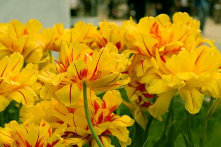 Photo of yellow tulipsの写真素材