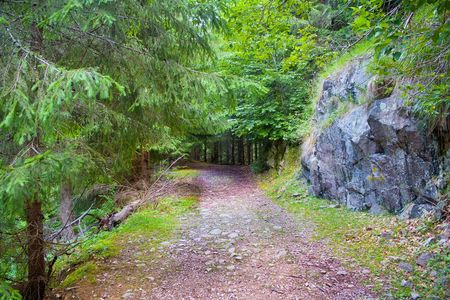 A path through the green forestの写真素材