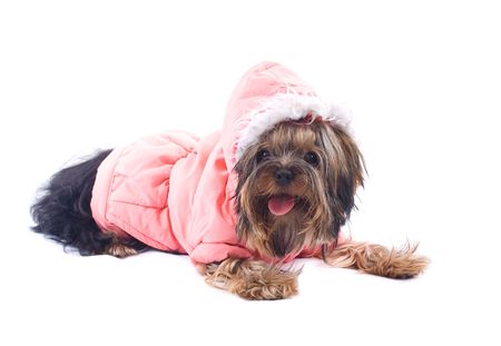 Yorkie isolated on white backgroundの写真素材