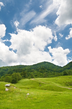 Summer landscape of green forest with bright blue skyの写真素材