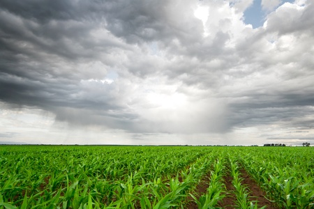 Corn field under dark skyの写真素材