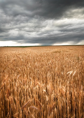 Wheat field under dark skyの写真素材