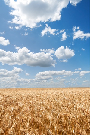 Wheat field under blue skyの写真素材