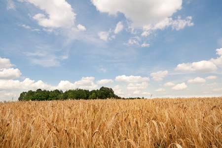 Photo of a wheat field under blue skyの写真素材