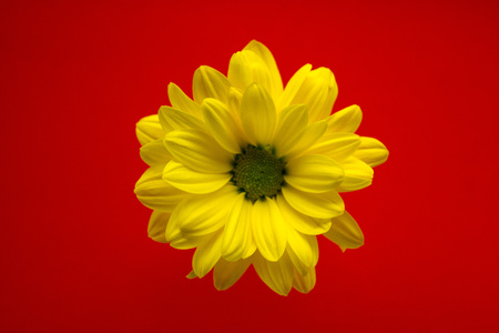 yellow flower closeup on a bright red backgroundの写真素材