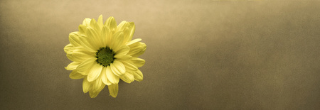 yellow flower closeup on a gold backgroundの写真素材