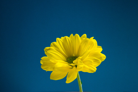 Beautiful bright yellow flower closeup on dark blue backgroundの写真素材