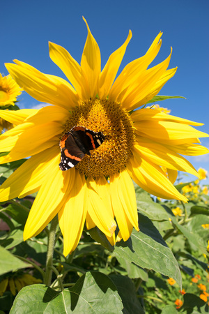 A dark butterfly with red and white spots close up sitting on a bright yellow blossoming sunflower in the summerの写真素材