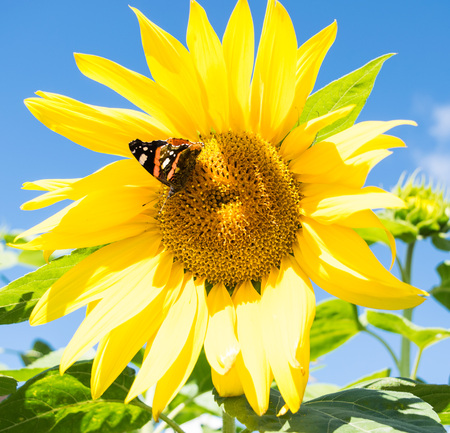 A dark butterfly with red and white spots close up sitting on a bright yellow blossoming sunflower in the summerの写真素材