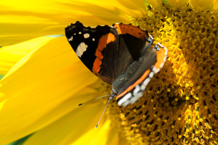 A dark butterfly with red and white spots close up sitting on a bright yellow blossoming sunflower in the summerの写真素材
