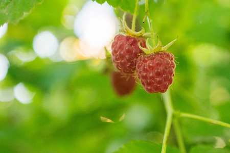 raspberries with leavesの写真素材
