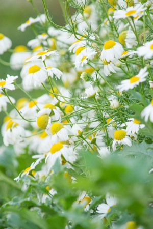 white daisies on a light-green backgroundの写真素材
