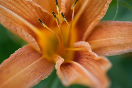 Lovely orange liliesの写真素材