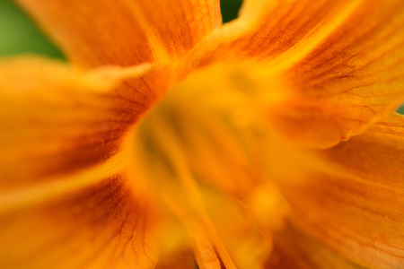 Macro photography of an orange lily flower for your designの写真素材