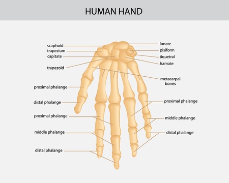 illustration of human handのイラスト素材